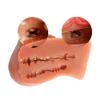 Picture of Ayako Realistic Dual-Channel Male Masturbator